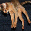 Jleencat